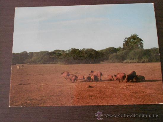 Postales: postal parque de do&ntilde;ana 1981 - Foto 1
