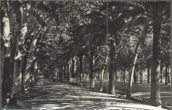 Postales: MALAGA PASEO DE LAS PALMERAS SIN ESCRIBIR