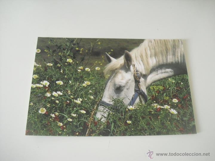 Postais: Postal Parque del rio Palmones, Algeciras. Caballo entre flores. n&ordm;: Z3-08328 Veo-veo