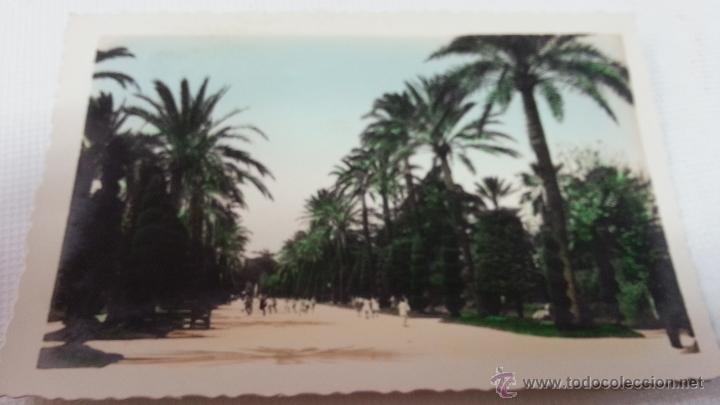Postales: CADIZ-PARQUE GENOVES-PASEO CENTRAL-EDICIONES ARRIBAS-N&ordm; 257-2048 95.