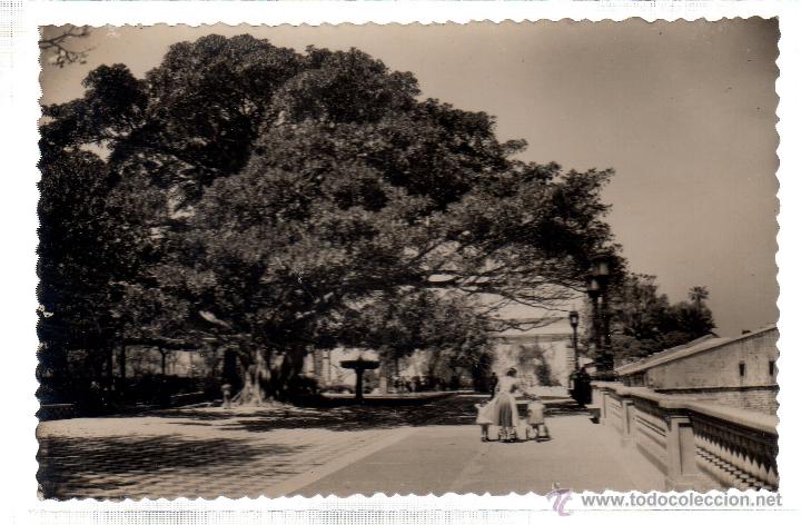Postkarten: TARJETA POSTAL DE CADIZ. ALAMEDA DEL MARQUES DE COMILLAS. N&ordm; 31.