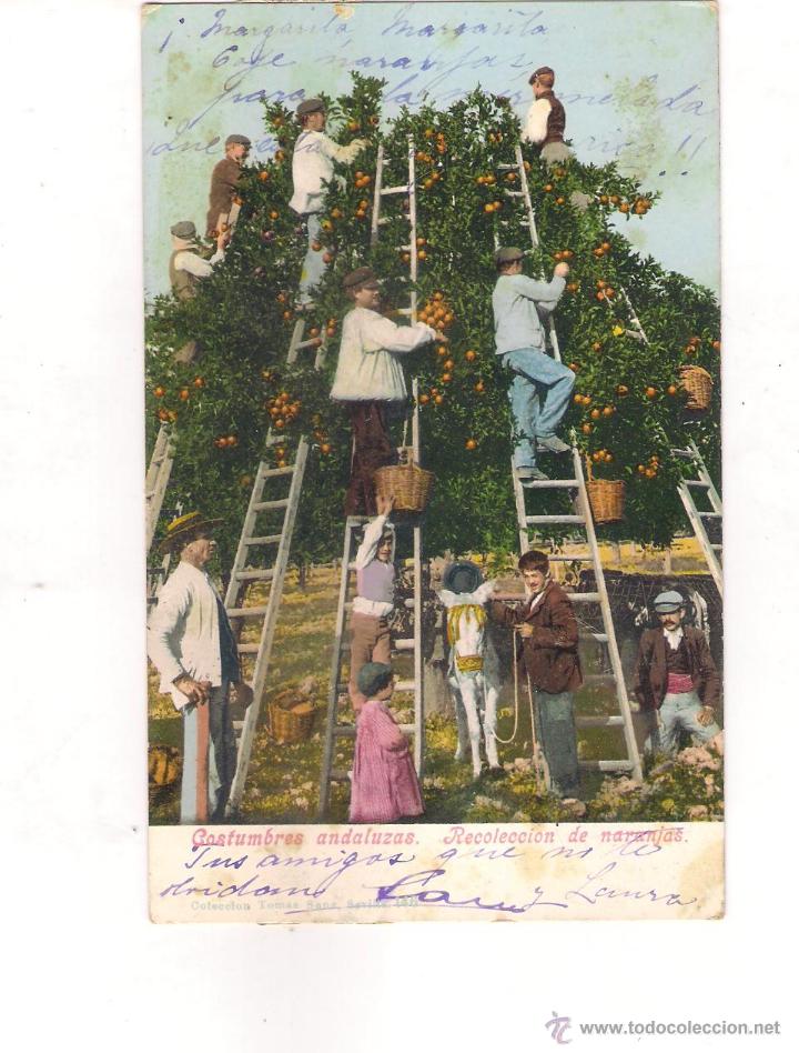 Postales: POSTAL DE COSTUMBRES ANDALUZAS RECOLECCION DE NARANJAS . COLECCION TOMAS SANZ