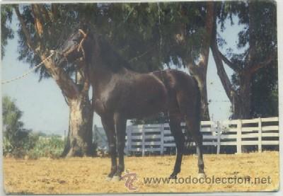 Postales: POSTAL DE JEREZ. EL CABALLO EN ANDALUCIA P-ANJE-333,2