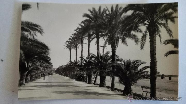Postales: ALMERIA - PARQUE. PASEO DE PALMERAS