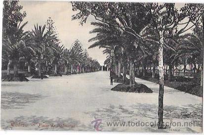 Cartoline: TARJETA POSTAL DE CADIZ. PASEO DE PALMERAS.