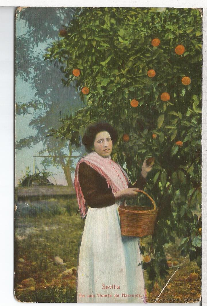 Postales: SEVILLA HUERTA DE NARANJAS SIN ESCRIBIR