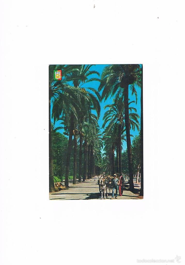Postcards: POSTAL ANTIGUA MALAGA SIN CIRCULAR MALAGA COSTA DEL SOL PARQUE PASEO DE PALMERAS
