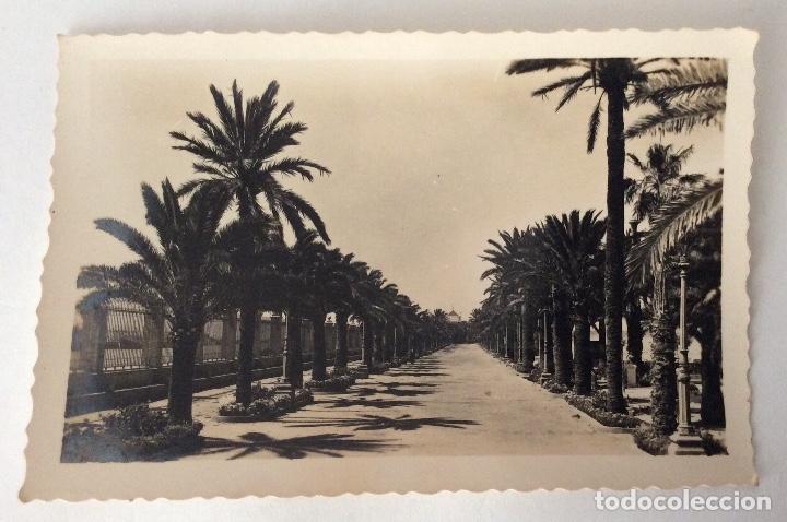 Postales: POSTAL FOTOGR&Aacute;FICA. PARQUE DE CALDERON PASEO DE LAS PALMERAS. PUERTO DE SANTA MAR&Iacute;A. CADIZ.