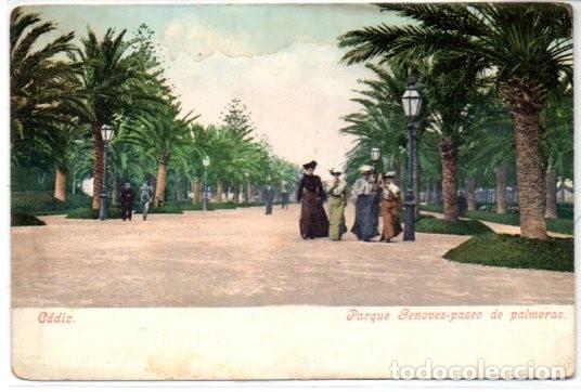 Postkarten: TARJETA POSTAL, CADIZ, PARQUE GENOVES-PASEO DE PALMERAS,PURGUER & Co.MUNCHEN.