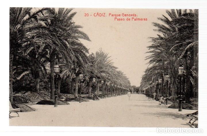 Postkarten: TARJETA POSTAL ,CADIZ ,PASEO GENOVES,PASEO DE PALMERAS. FOTOTIPIA THOMAS.