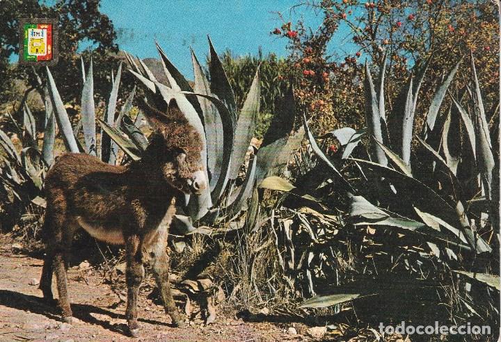 Postales: N&ordm; 12947 POSTAL COSTA DEL SOL MALAGA BURRO