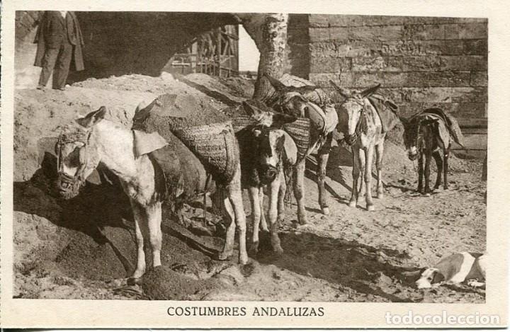 Cartoline: COSTUMBRES ANDALUZAS- BURROS DE CARGA- GRAFOS