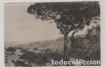 Postales: FOTOGRAFIA 8.50 X 6 CM Huelva. Encina sola.
