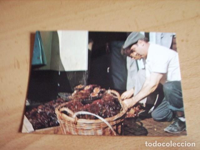 Postales: CADIZ  -- CANASTA DE ERIZOS