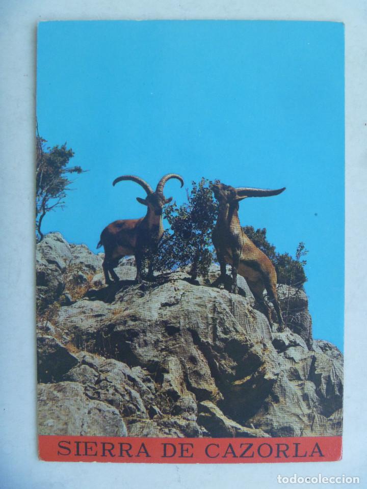 Postales: POSTAL DE LA SIERRA DE CAZORLA ( JAEN ) : CABRA HISPANICA , A&Ntilde;OS 60