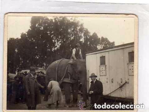Cartoline: Fotograf&iacute;a de un circo ambulante. Elefante. 11,50 x 8 cm. Jose Reymundo. Cadiz.
