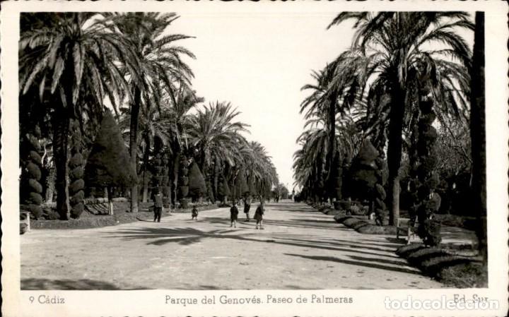 Postales: Cadiz &ndash; Parque del Genoves &ndash; Paseo de Palmeras &ndash; Ed. Sur - 1951 &ndash; 9 x 14 cms - Circulada