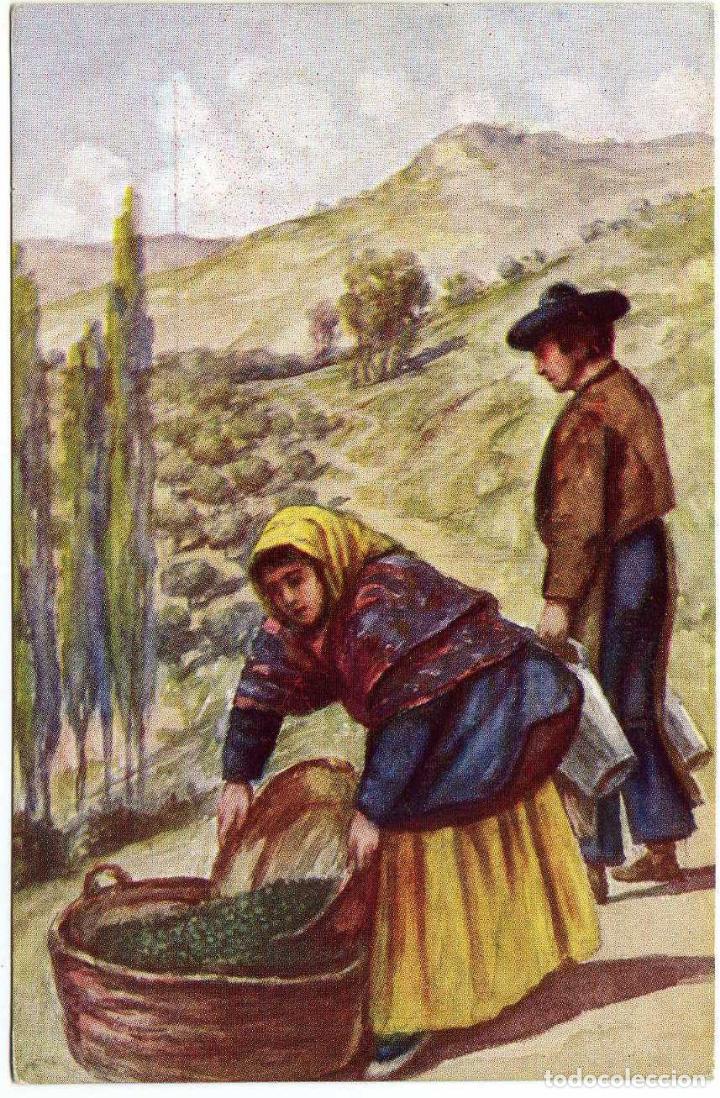 Postcards: PRECIOSA POSTAL - JAEN - JAENESES RECOLECTANDO ACEITUNAS
