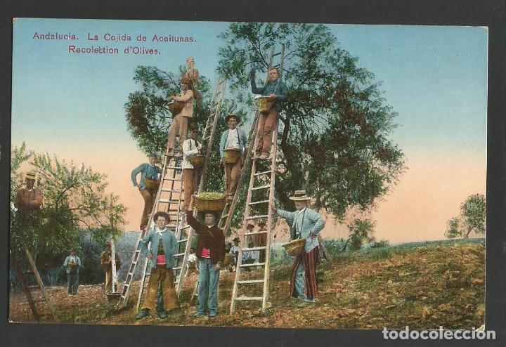 Postales: ANDALUCIA-SEVILLA-RECOGIDA DE ACEITUNAS-OLIVAS-TOMAS SANZ-POSTAL ANTIGUA-(57.466)
