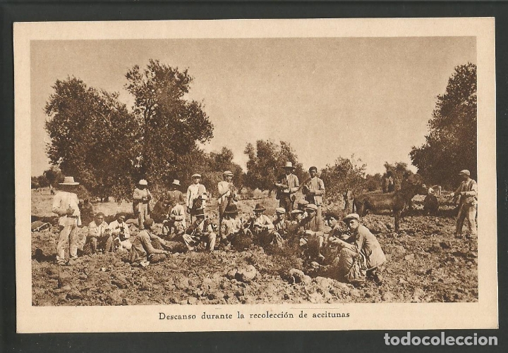 Postales: SEVILLA-DESCANSO RECOLECCION ACEITUNAS-HUECOGRABADO MUMBRU-ACEITUNAS OLIVAS-VER REVERSO-(60.015)