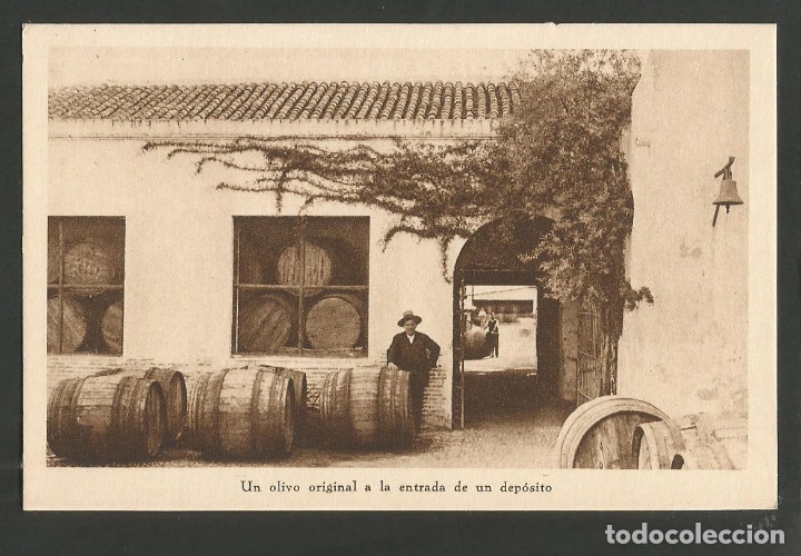 Postales: SEVILLA-OLIVO ORIGINAL-HUECOGRABADO MUMBRU-ACEITUNAS OLIVAS-VER REVERSO-(60.017)