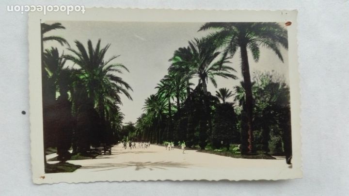 Postales: POSTAL DE CADIZ : PARQUE GENOV&Eacute;S, PASEO CENTRAL. A&Ntilde;OS 50