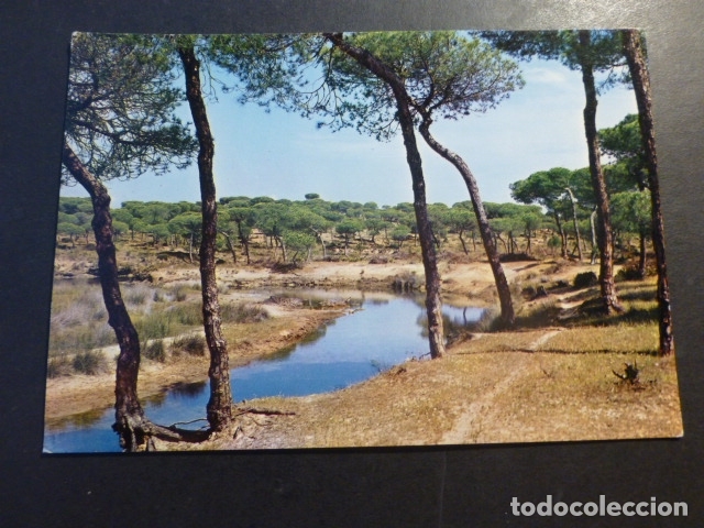 Postales: HUELVA PUNTA UMBRIA EL CA&Ntilde;O DE LA CULATA - Foto 1
