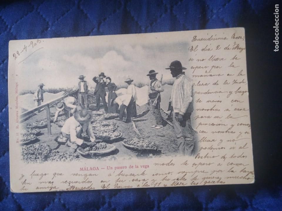 Postcards: M&aacute;laga. Un paseo de la Vega  N&uacute;mero 11 R. &Aacute;lvarez Morales. Circulada. Reverso sin dividir.