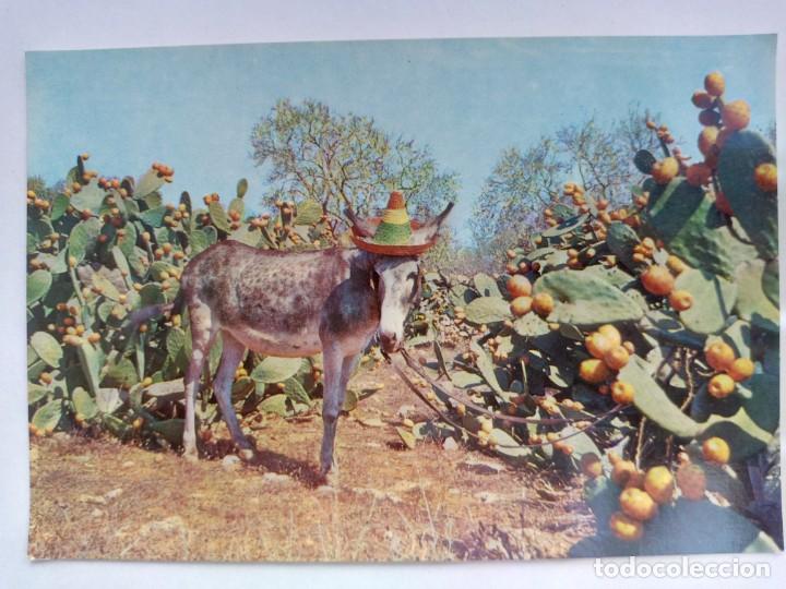 Postkarten: TARJETA POSTAL SERIE II - N&ordm; 5008. M&Aacute;LAGA. BURRITO. CAMPO DE CHUMBERAS