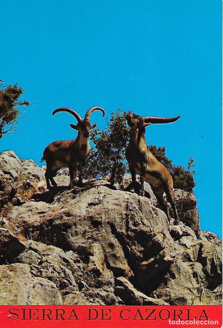 Postales: SIERRA DE CAZORLA (JA&Eacute;N) - Foto 1