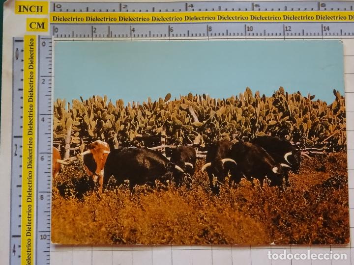 Postcards: POSTAL DE ANDALUC&Iacute;A T&Iacute;PICA. TOROS Y CHUMBERAS. 862