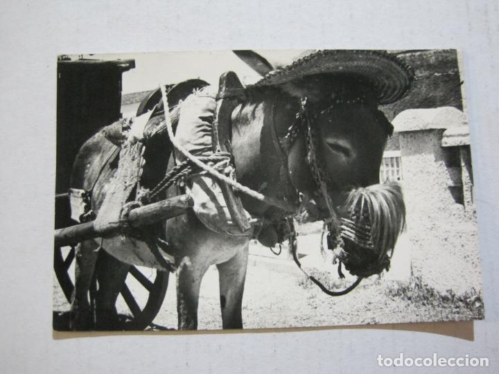 Postales: MALAGA-BURRO PRESUMIDO-DIEGO CORTES FOTO-POSTAL ANTIGUA-VER FOTOS-(73.527)
