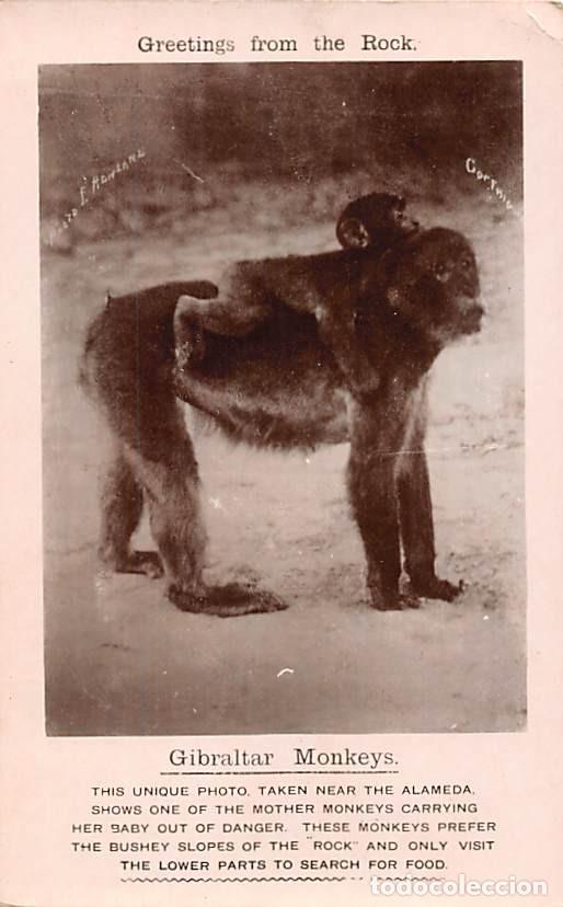 Postales: GIBRALTAR MONKEYS - Foto 1