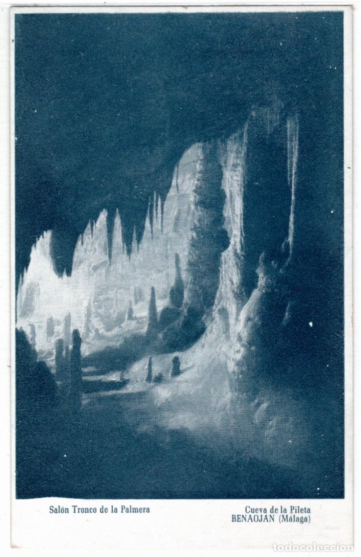 Postales: BONITA POSTAL - BENAOJ&Aacute;N (MALAGA) - CUEVA DE LA PILETA - SALON TRONCO DE LA PALMERA