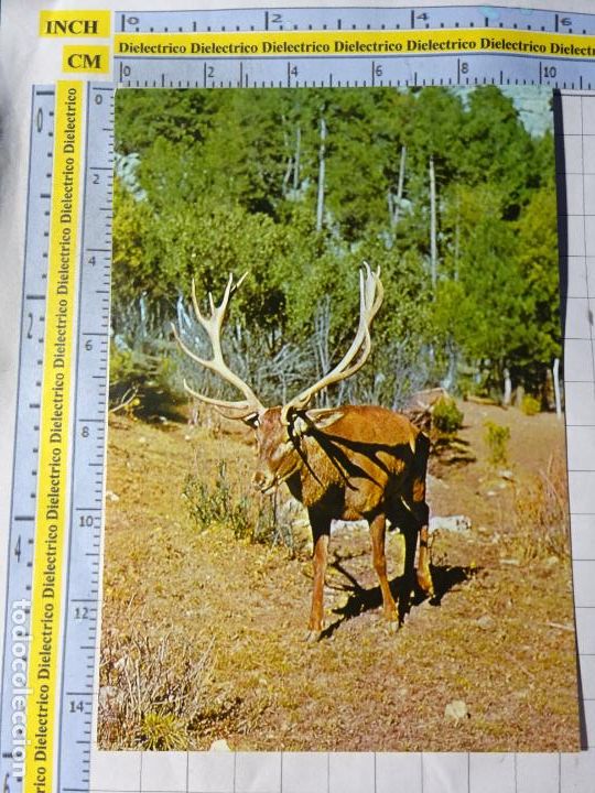 Postales: POSTAL DE JAEN. A&Ntilde;O 1975. PARQUE NATURAL DE CAZORLA SEGURA LAS VILLAS. CIERVO EJEMPLAR. 1667