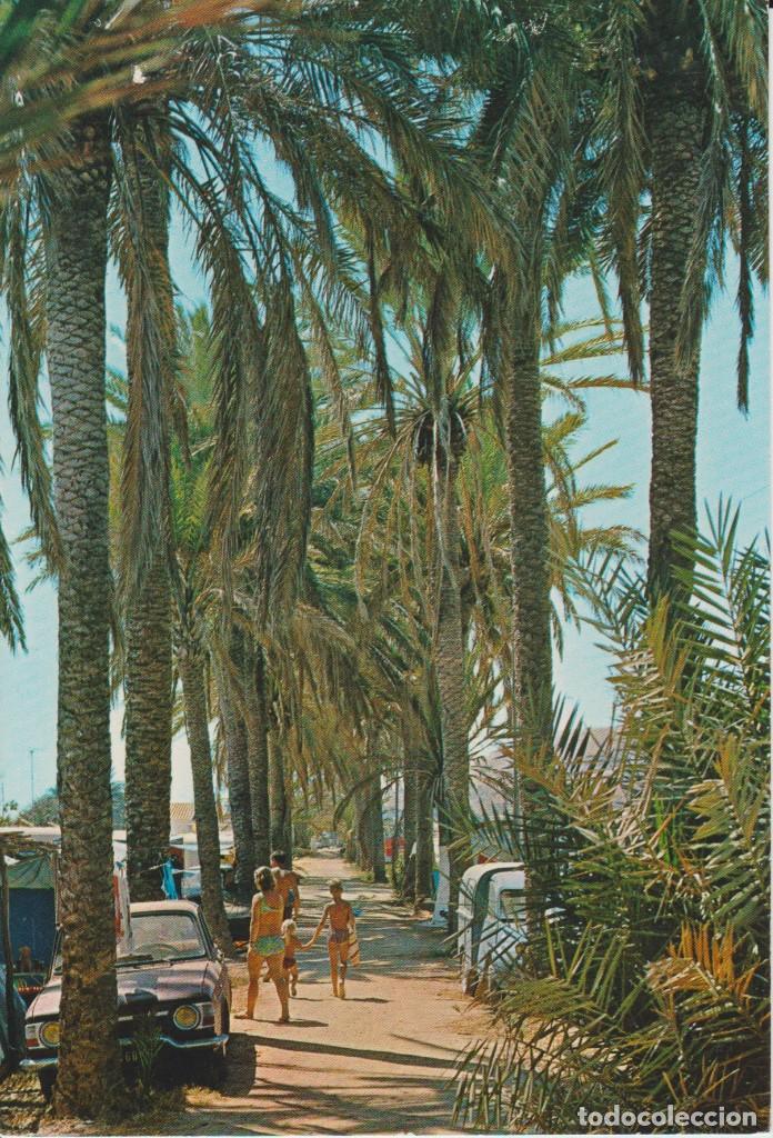 Postales: (1343) MALAGA. LA CALA. PASEO DE LAS PALMERAS ... SIN CIRCULAR