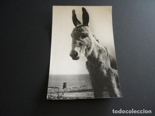 Cartoline: MALAGA UN BURRO