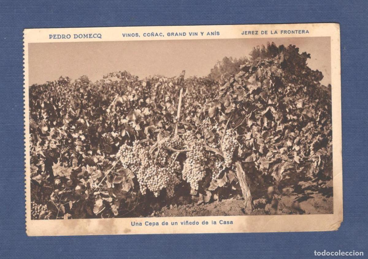 Postcards: TARJETA POSTAL PEDRO DOMECQ: CEPA DE UN VI&Ntilde;EDO - FOT. GONZALEZ RAGEL - Ed MUMBRU