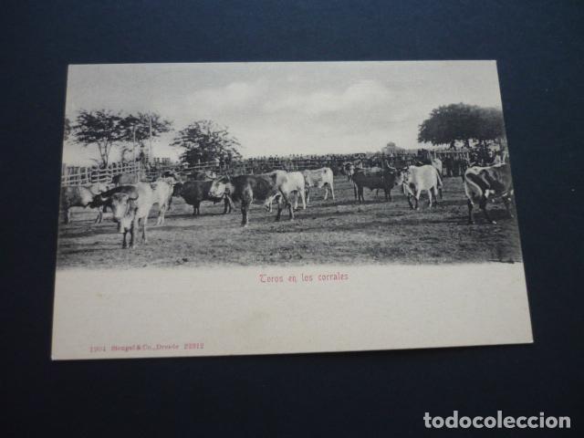 Postcards: TOROS EN LOS CORRALES STENGEL SIN DIVIDIR