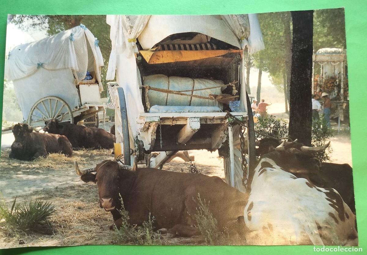 Postcards: CAMINO DEL ROCIO * HERMANDAD ROCIERA * FOTO DE CALENDARIO * 29x42