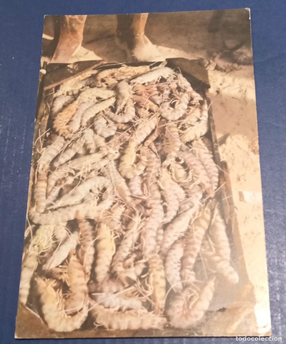 Postales: P&Ograve;STAL SANLUCAR DE BARRAMEDA - LANGOSTINOS DE BAJO DE GRUIA - ESCRITA.