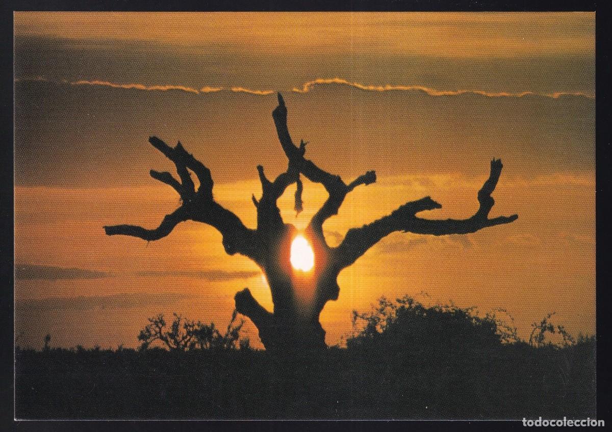 Postales: Parque Nacional de Do&ntilde;ana. *Puesta de sol* Excl. El Lince n&ordm; 6. Nueva.