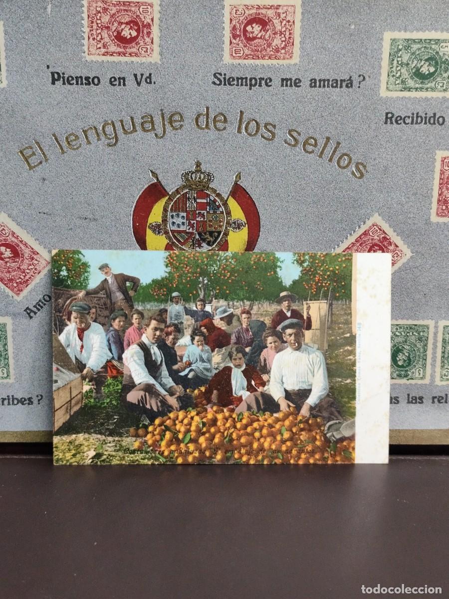 Postais: PA 29 Postal Costumbre andaluza en la recogida de las naranjas. Coleccion Tomas Sanz