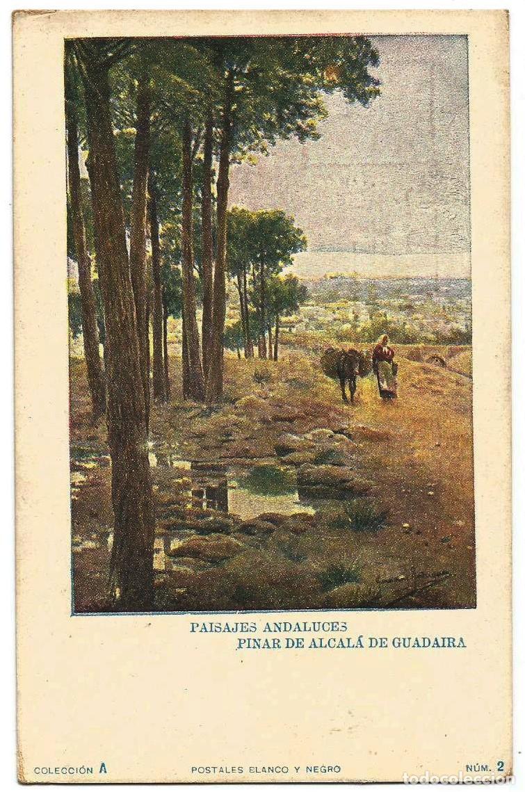 Cartoline: PAISAJES ANDALUCES - PINAR DE ALCAL&Aacute; DE GUADAIRA - SIN DIVIDIR - NUEVA / P. BLANCO Y NEGRO N&ordm; 2