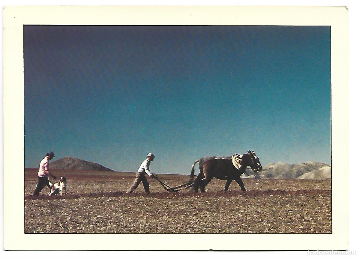 &rdquo; ARANDO NON CABALLO &rdquo;.- ESPA&Ntilde;A, ESPAGNE, SPAIN, SPANIEN