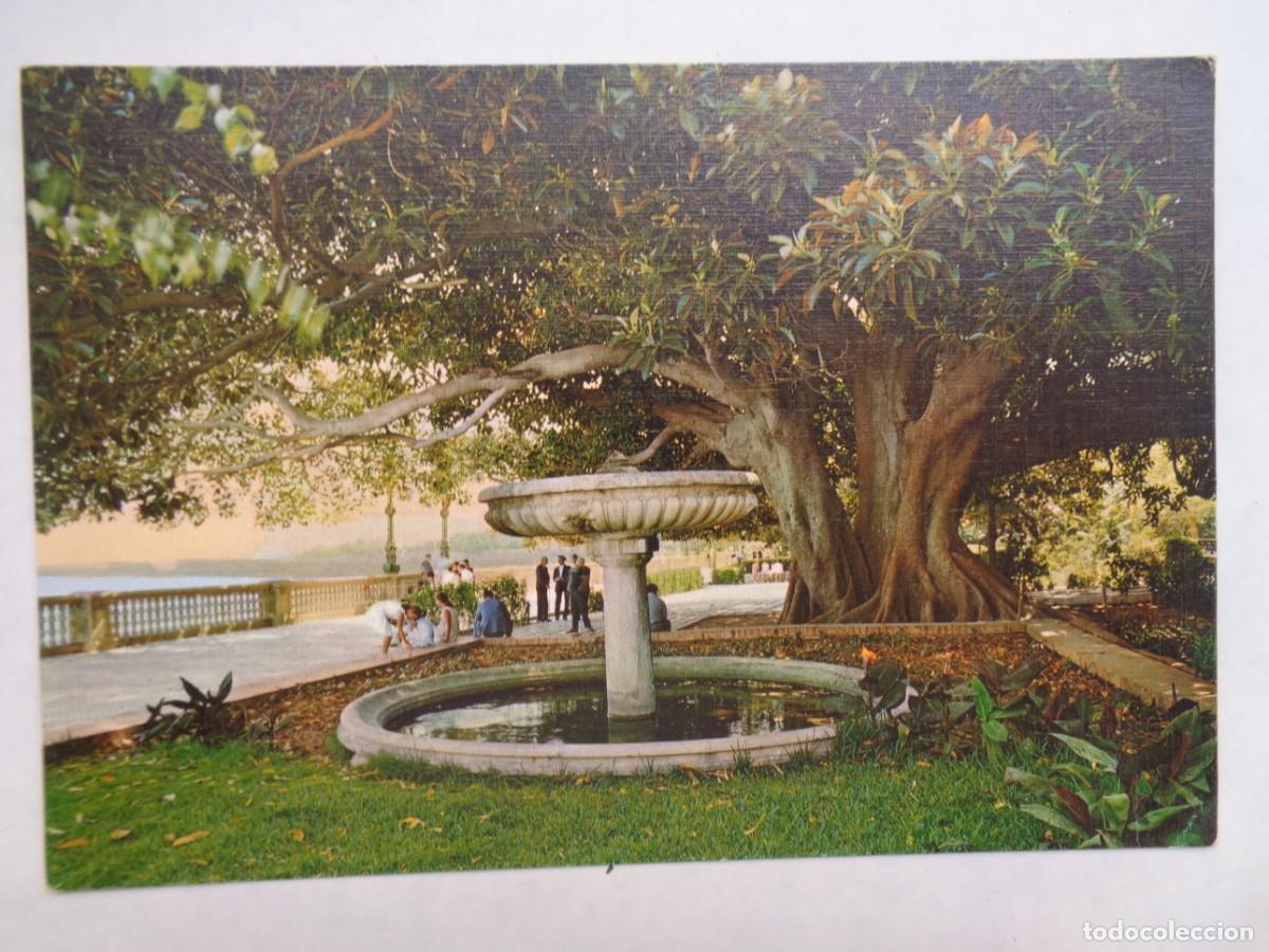 Postcards: POSTAL DE CADIZ : ALAMEDA DE APODACA