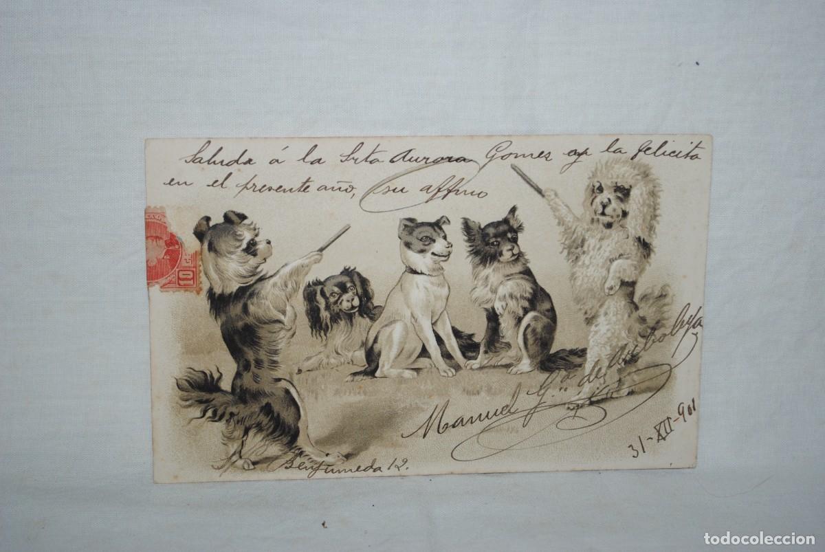 Postales: POSTAL CON PERRITOS SABIOS . - Foto 1