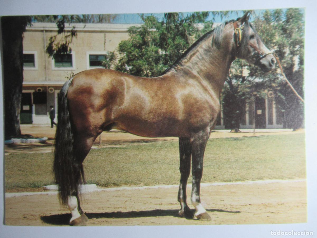 Postales: El Caballo en Andaluc&iacute;a - Foto 1