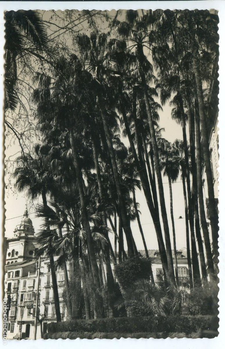 Postales: M&aacute;laga. n&ordm; 365. Palmeras del Parque, Foto Cort&eacute;s. escrita sin circular