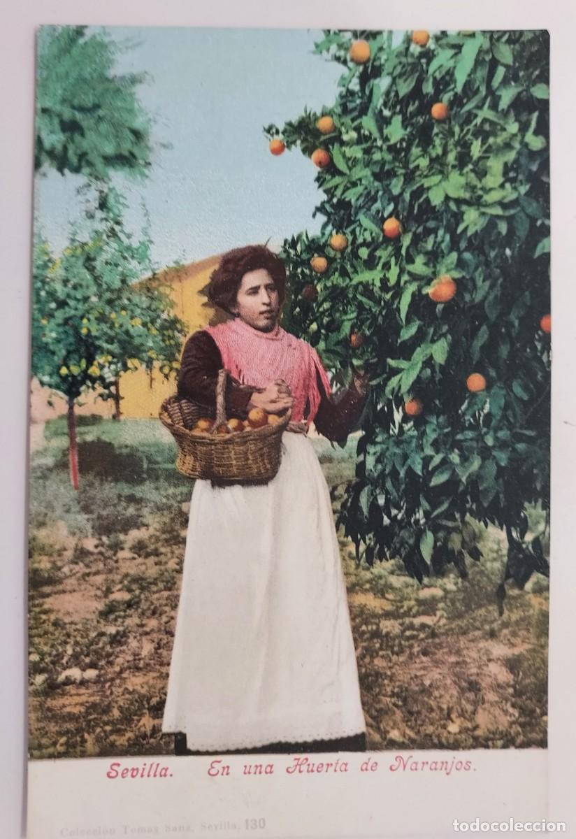 Postales: POSTAL SEVILLA EN UNA HUERTA DE NARANJOS. SIN CIRCULAR. COLECCION TOMAS SANZ 130 TRASERA SIN DIVIDIR
